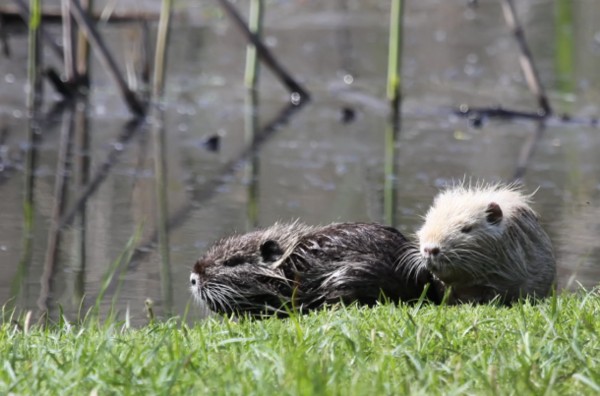 Nutria albina